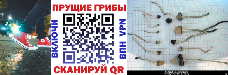 Галлюциногенные грибы Psilocybe  Ишимбай 